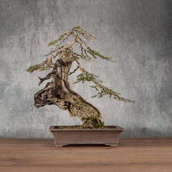 Olea europea sylvestris -...