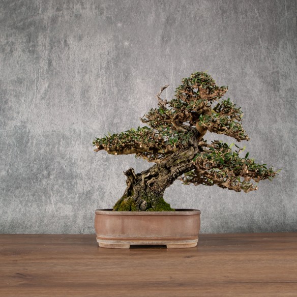 Olea europea sylvestris -...