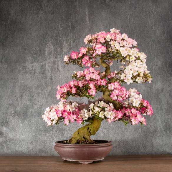 Azalea satsuki - B6307
