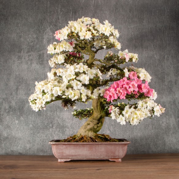 Azalea satsuki - B6308