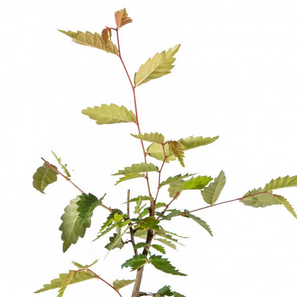 Zelkova Serrata