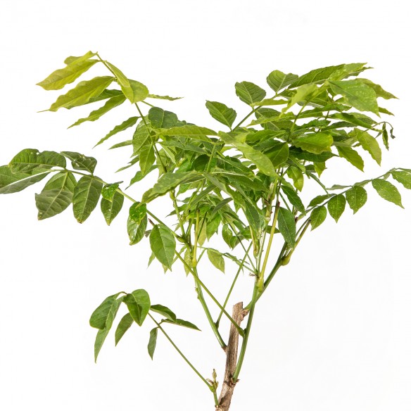 Glicinia - Wisteria floribunda