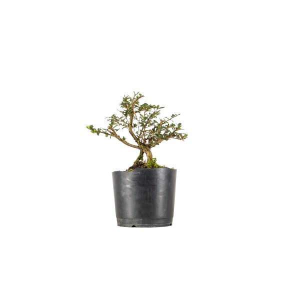 Lonicera nitida - B6220
