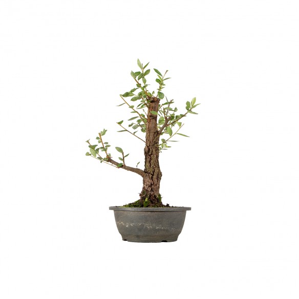 Zelkova nire - B5597