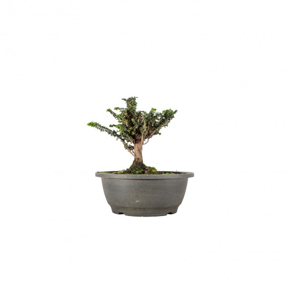 Sekka Hinoki - B5663