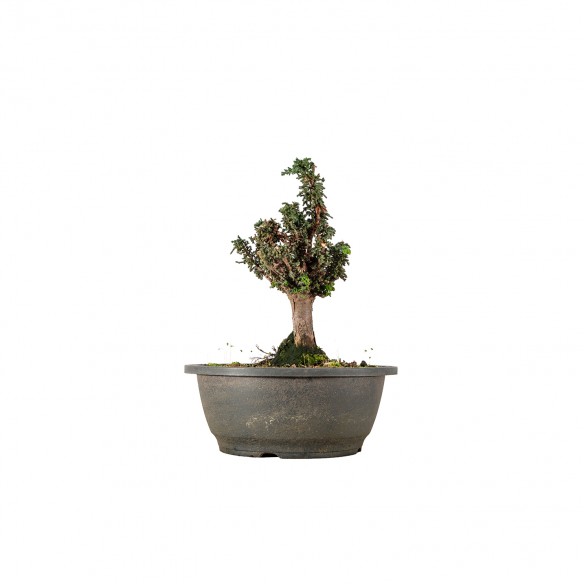 Sekka Hinoki - B5664