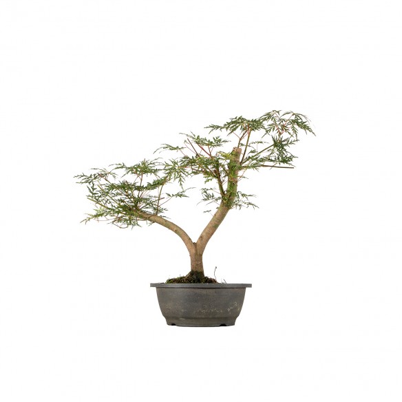 Acer palmatum Emerald Lace...