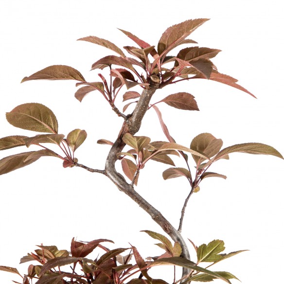 Malus Everest - Vaso Plástico