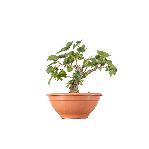 Tilia cordata - B6221
