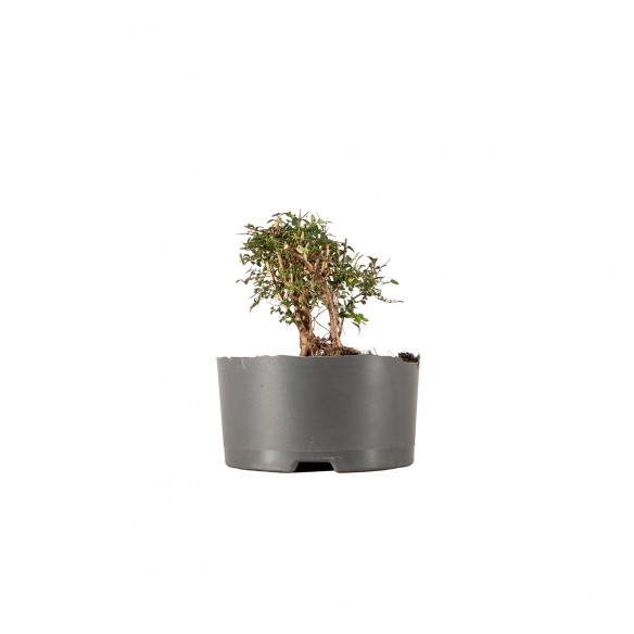 Lonicera nitida - B6222