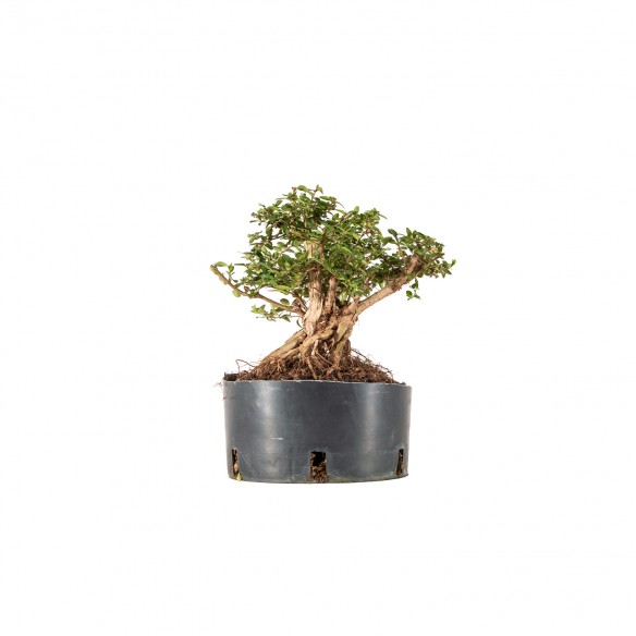 Lonicera nitida - B6223