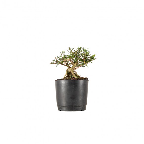 Lonicera nitida - B6224