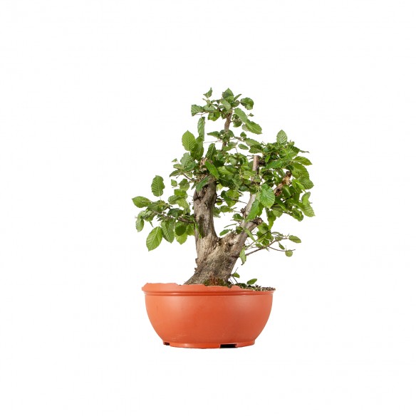 Carpinus betulus - B6225