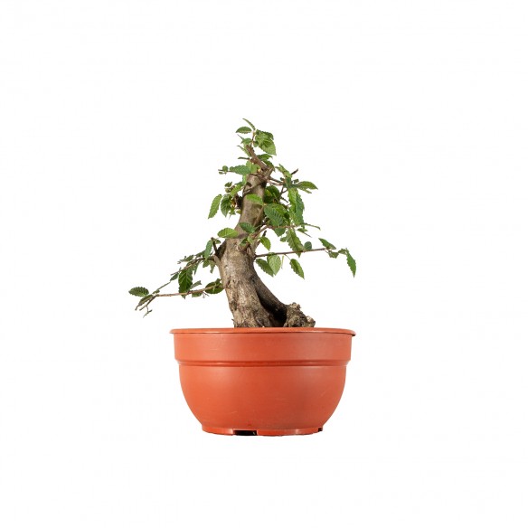Carpinus betulus - B6226