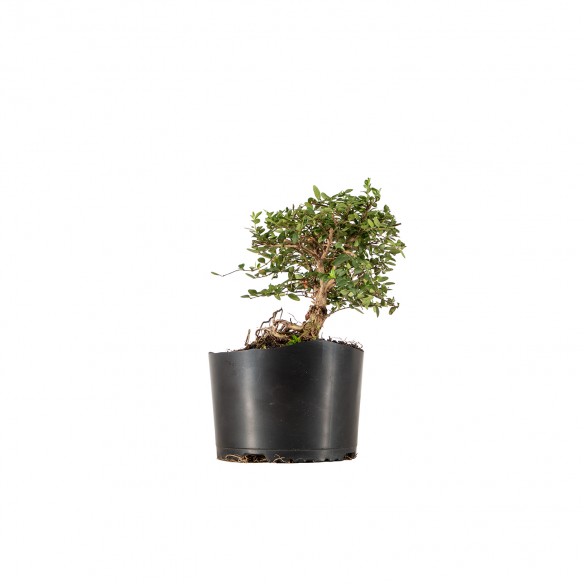 Lonicera nitida - B6227