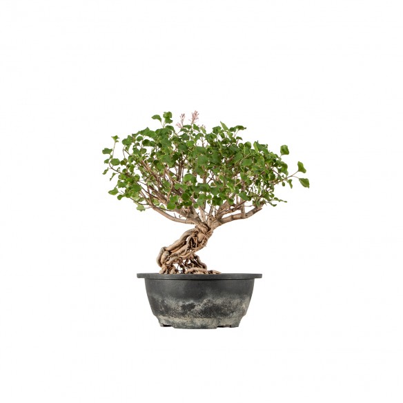 Syringa vulgaris - B6228