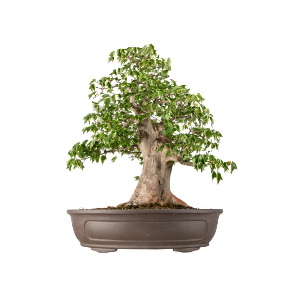 Acer buergerianum - B6229