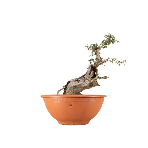 Crataegus monogyna - B6230