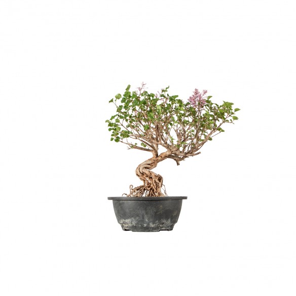 Syringa vulgaris - B6231