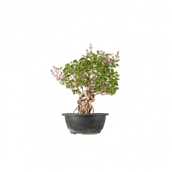 Syringa vulgaris - B6233