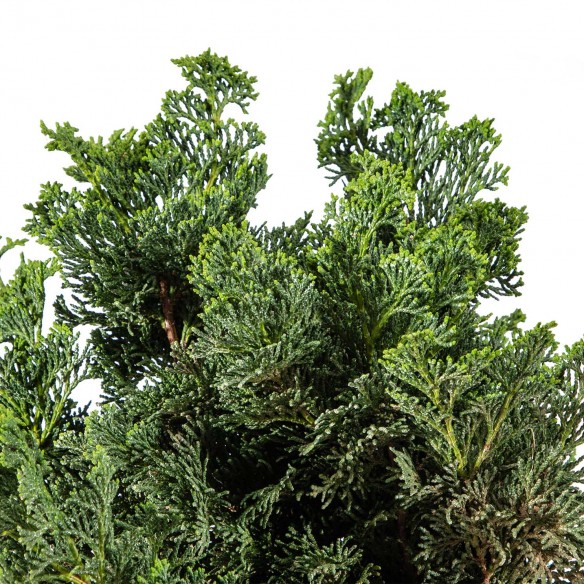 Chamaecyparis Hinoki -...