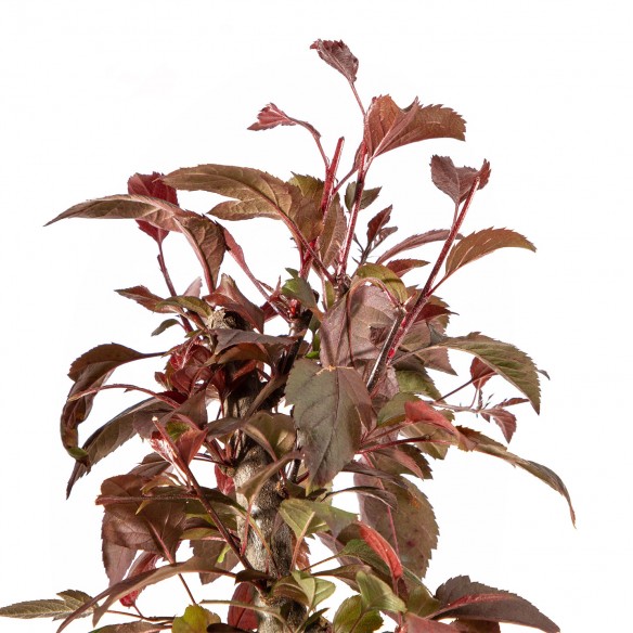 Malus Courtarou Red - Vaso...