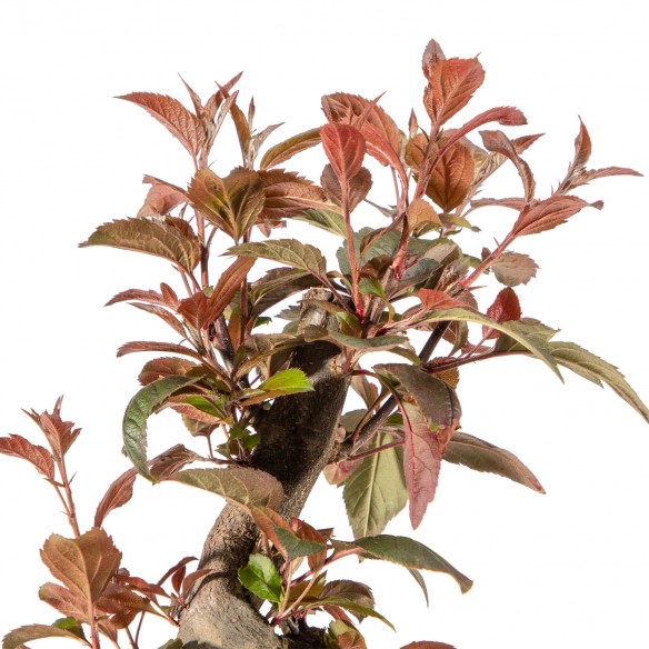Malus Courtarou Red - Vaso...