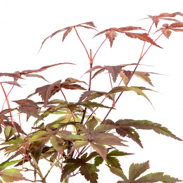 Acer palmatum Atropurpureum...