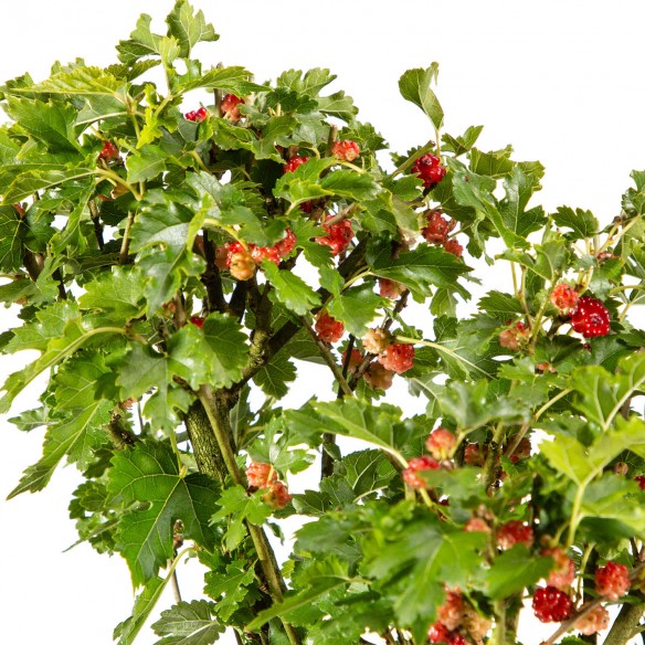 Morus Alba - Maceta 20cm