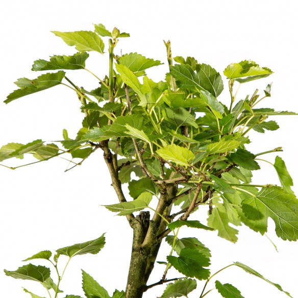 Morus Alba - Vaso plástico 1L