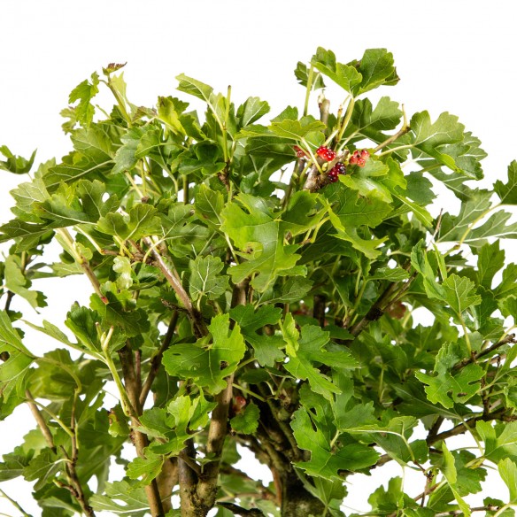 Morus Alba - Prebonsái