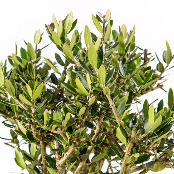 Olea Sylvestris - Maceta 20cm