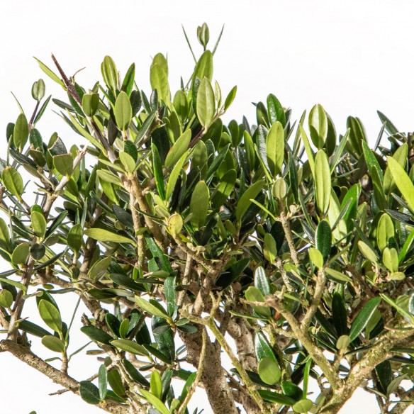 Olea Sylvestris - Maceta 25cm