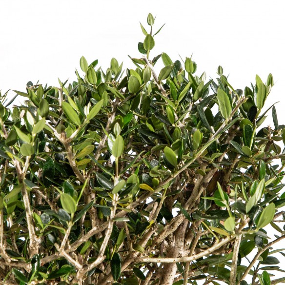 Olea Sylvestris - Vaso 30cm