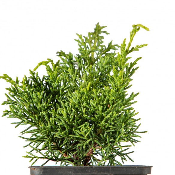 Juniperus chinensis Kishu