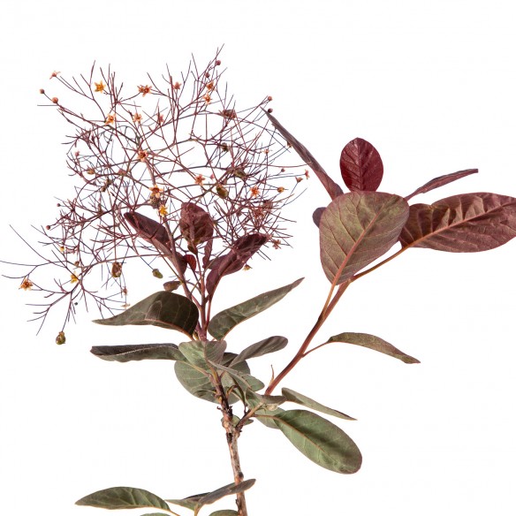 Cotinus Royal Purple