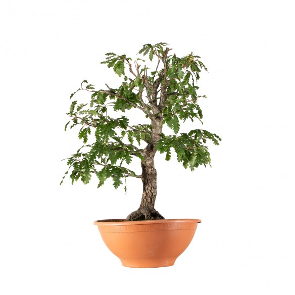 Quercus robur - B6249