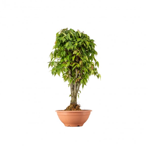 Zelkova serrata - B6250