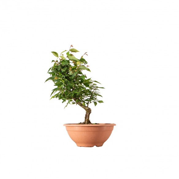 Zelkova serrata - B6251