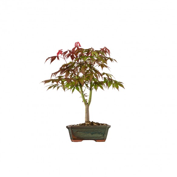 Acer palmatum Atropurpureum...