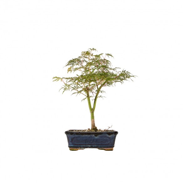 Acer palmatum Seiryu - B6256