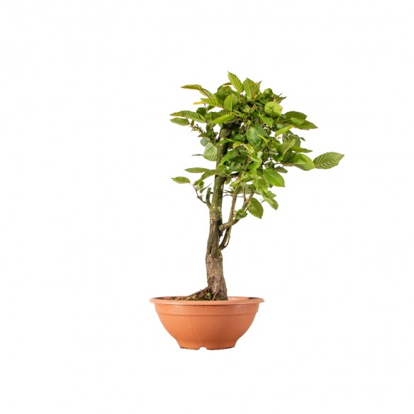 Carpinus betulus - B6257