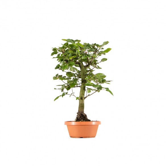 Carpinus betulus - B6259