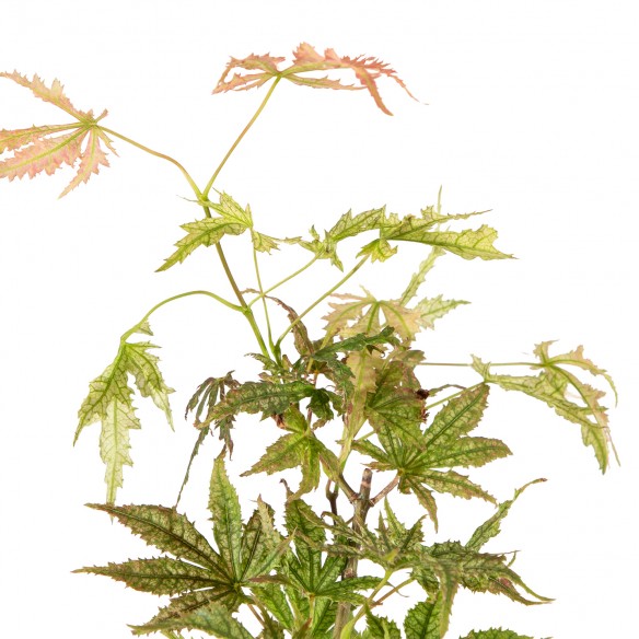 Acer palmatum Ariadne