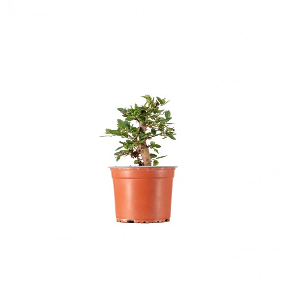 Ulmus Parvifolia - Maceta...