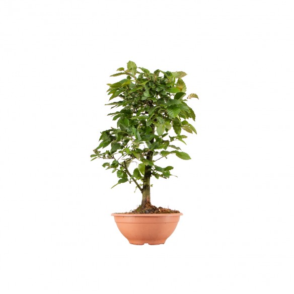 Carpinus betulus - B6261