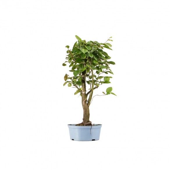 Carpinus betulus - B6262