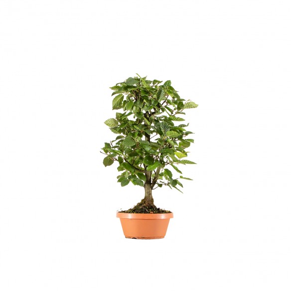 Carpinus betulus - B6263