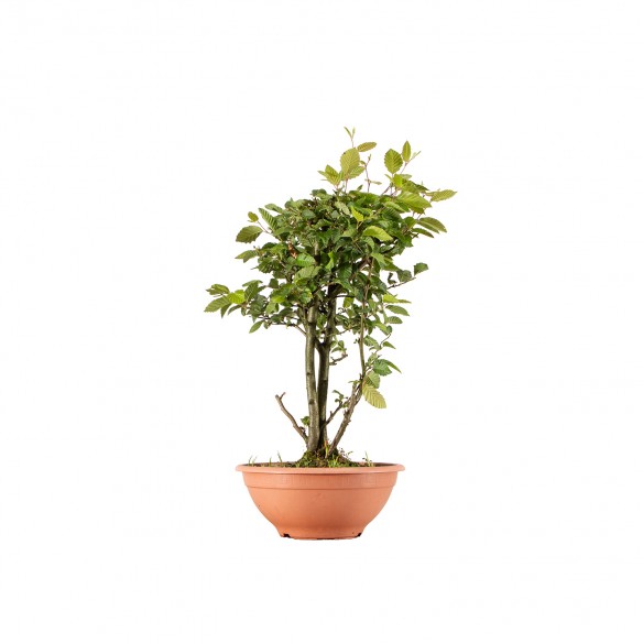 Carpinus betulus - B6264