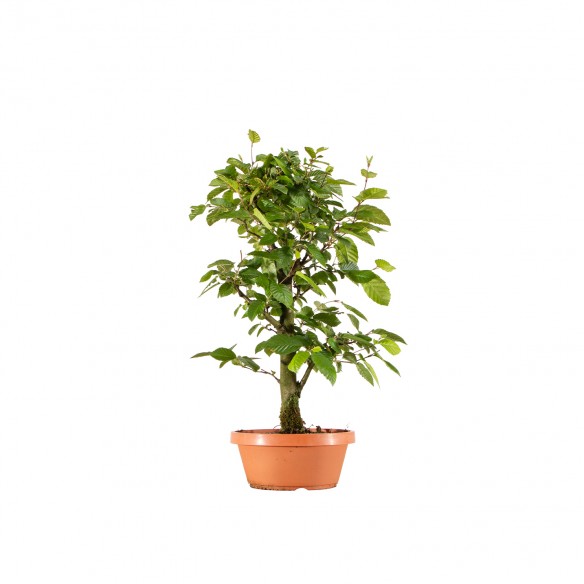 Carpinus betulus - B6265